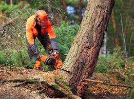 Best Root Management and Removal  in Redlands, CO