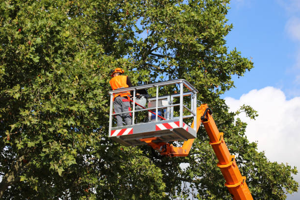 Best Seasonal Cleanup (Spring/Fall)  in Redlands, CO