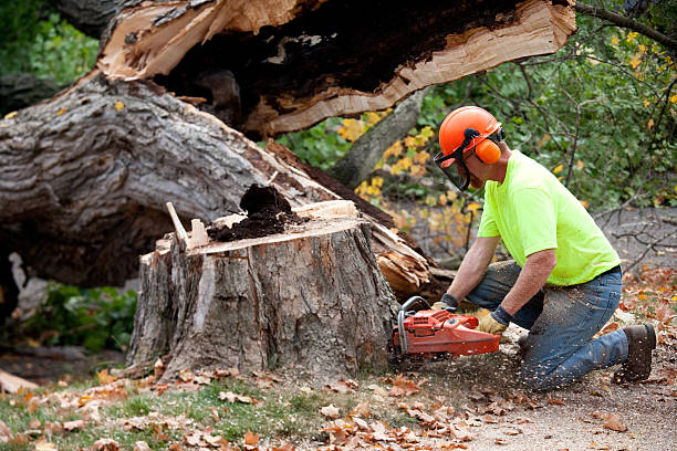 Best Emergency Tree Removal  in Redlands, CO