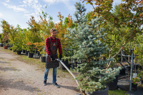 Trusted Redlands, CO Tree Removal Experts