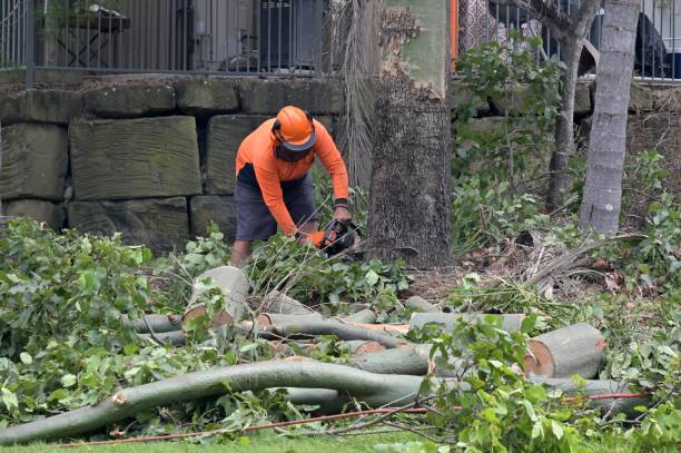 Best Tree Removal  in Redlands, CO