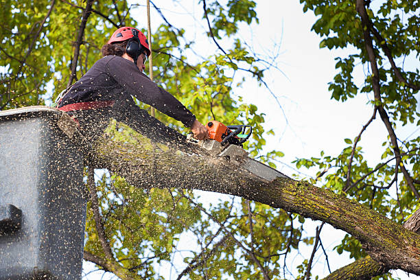 How Our Tree Care Process Works  in  Redlands, CO